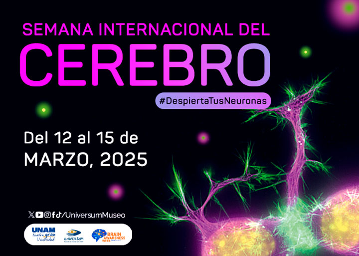 Semana Internacional del Cerebro 2025